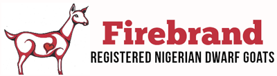Firebrand Registered Nigerian Dwarf Goats